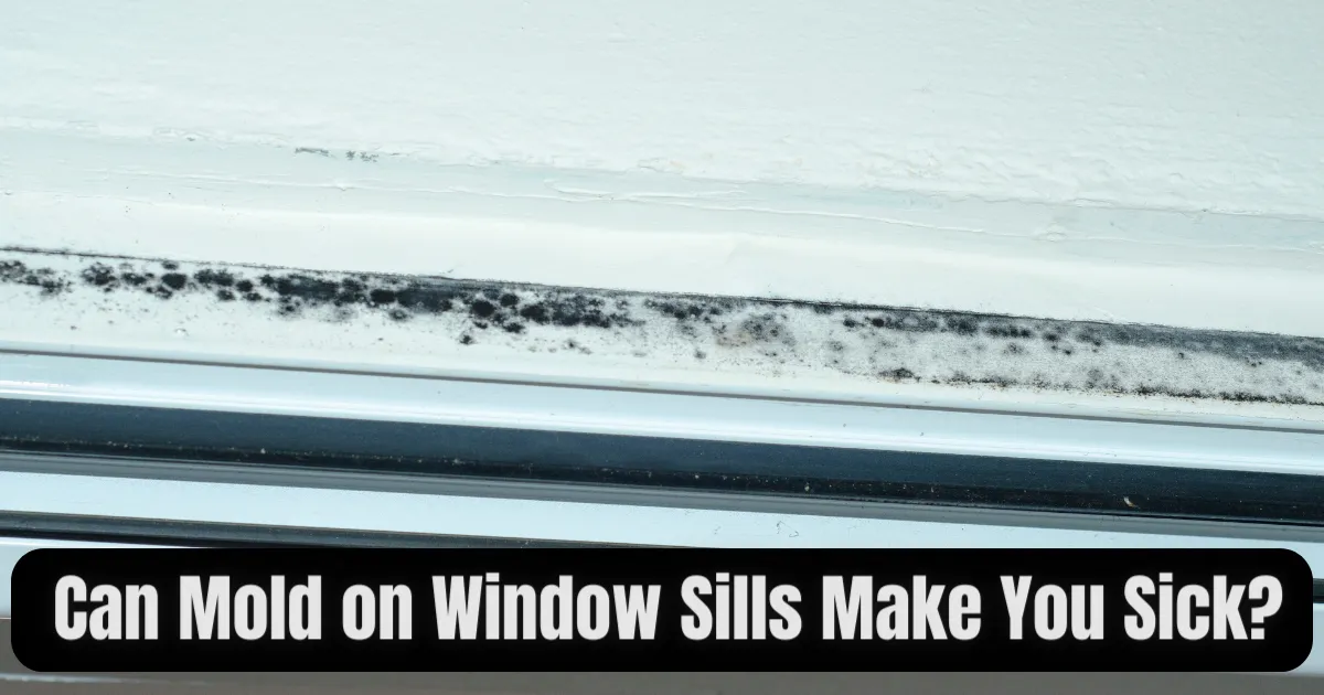 Can Mold on Window Sills Make You Sick? 