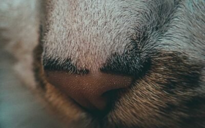 Best Air Purifier for Cat Litter Odor