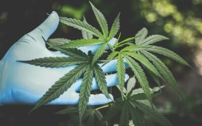 Best Air Purifier for Marijuana Smoke
