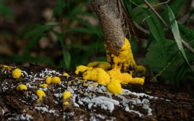 How to Get Rid of Slime Mold on Grass