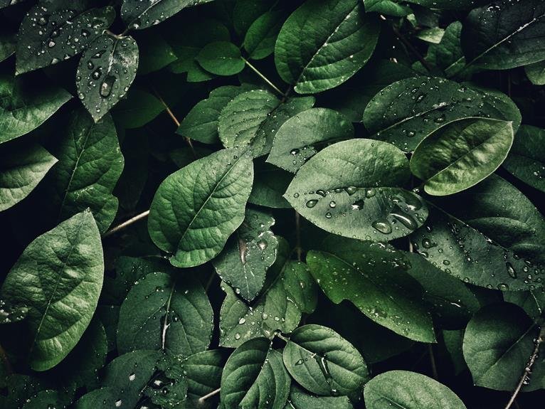 mold requires moisture for growth