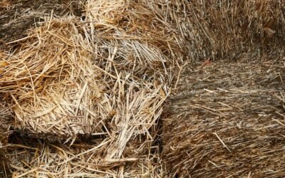 How to Prevent Mold in Storage Shed
