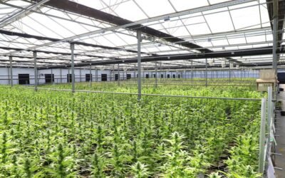 How to Get Rid of Mold on Weed Plants