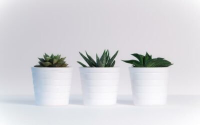 How to Get Rid of Mold on Succulents