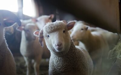 How Long Does It Take Wet Hay to Mold