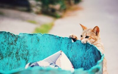 Best Air Purifier for Cat Litter Dust